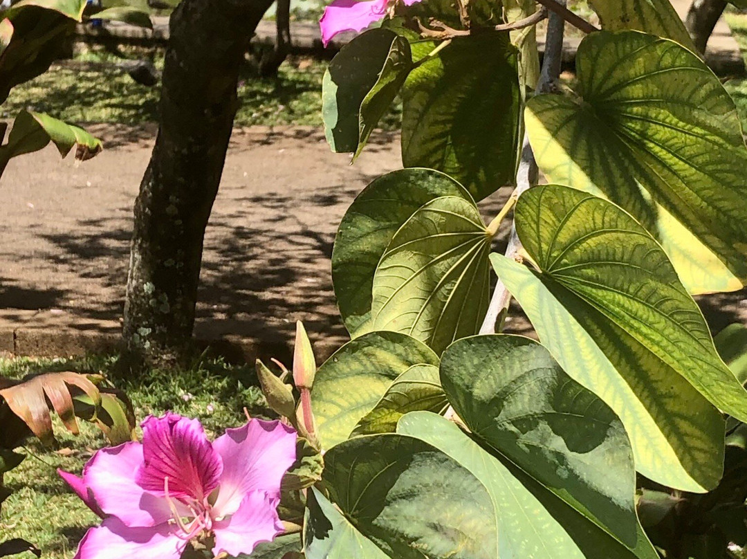 Jardin de l'Etat景点图片