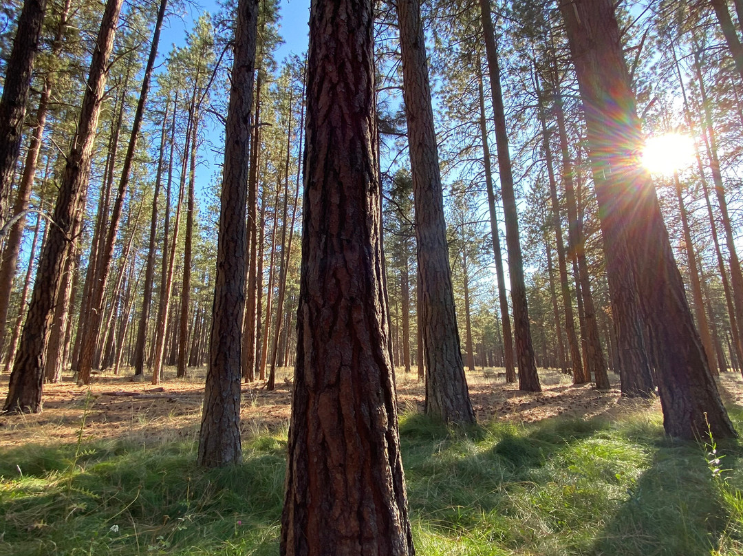 FivePine Lodge and Spa主图