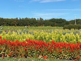 Broadturn Farm-斯卡伯勒必去景点
