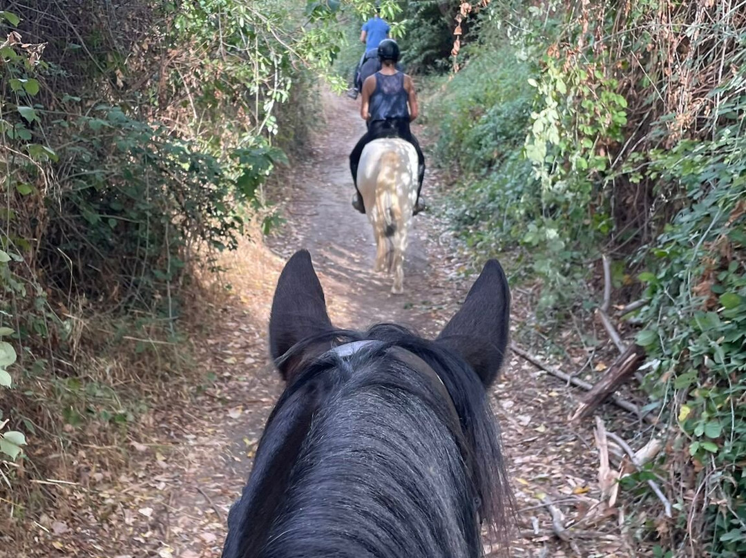 Caballos y Vino景点图片