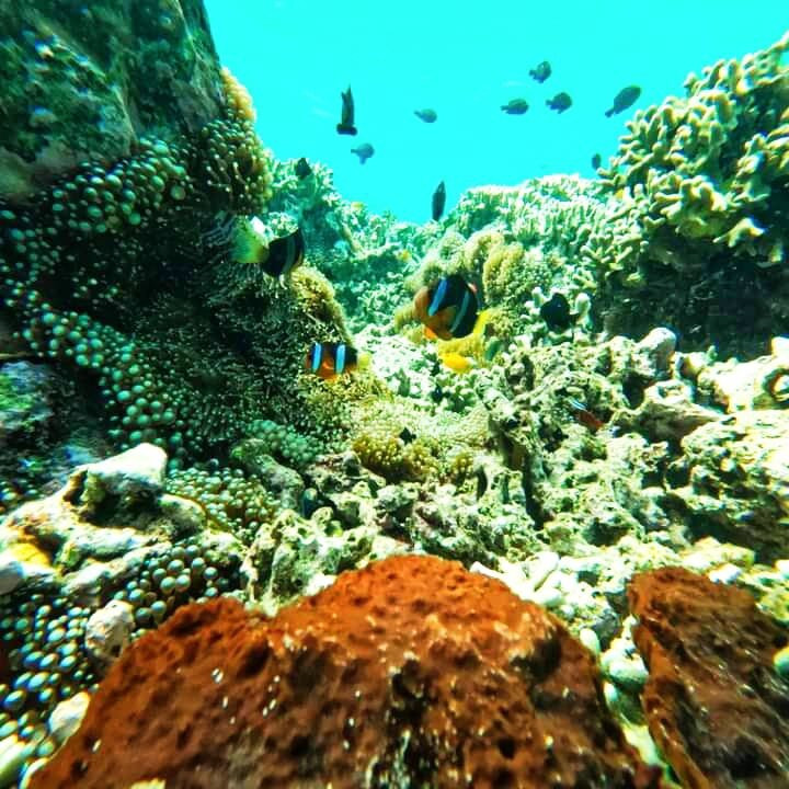 Snorkeling Menjangan Explore景点图片