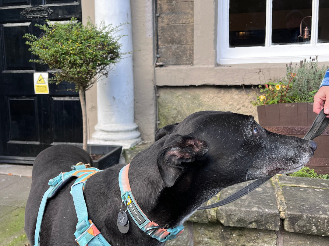 The Greyhound Hotel主图