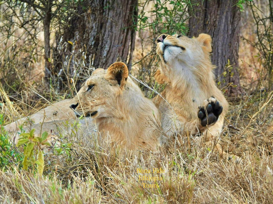Bona Fide Ethiopia Tours-巴哈尔达尔必去景点