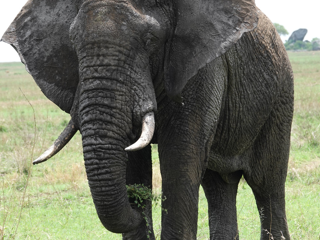 Tan Spirit Safari-阿鲁沙必去景点