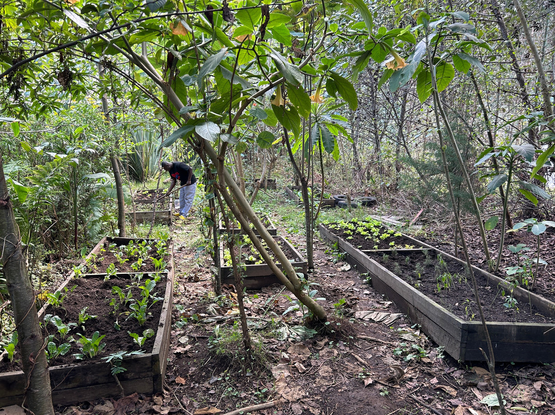 Sambora Kinigi主图