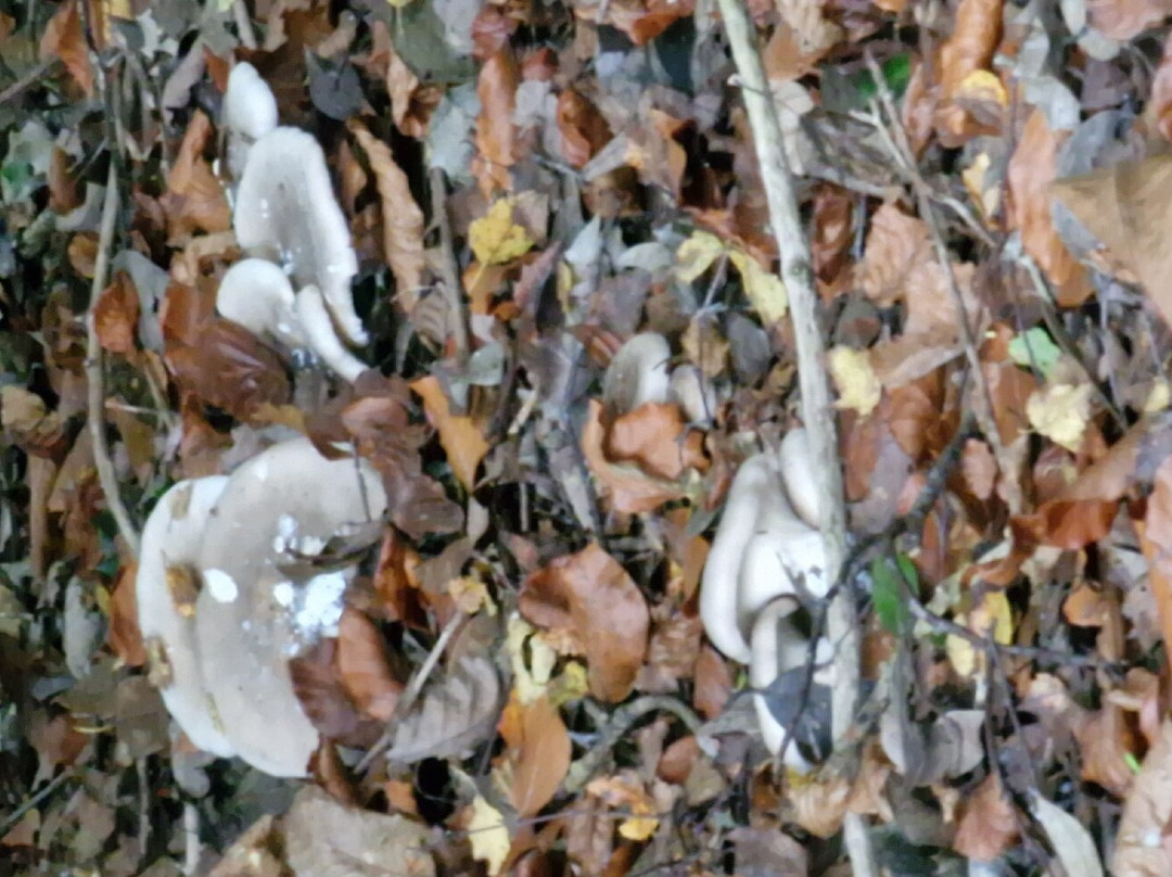 Emmetts Garden-Sevenoaks必去景点