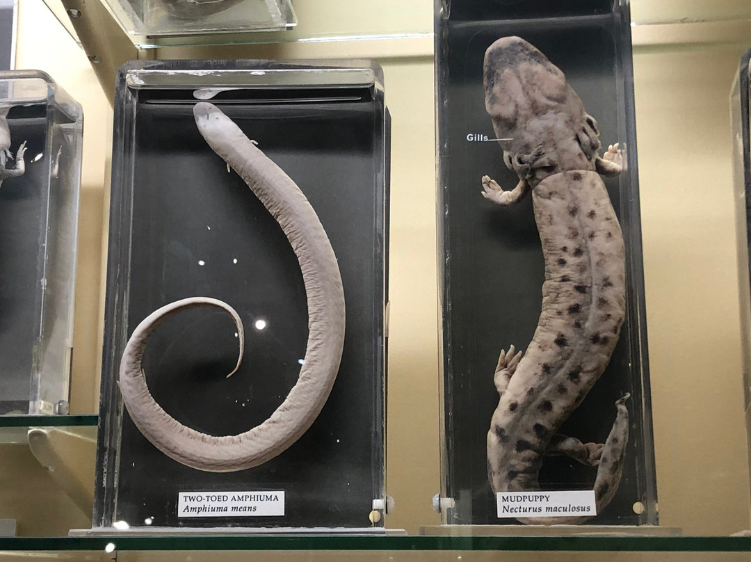 University of Aberdeen Zoology Museum-阿伯丁必去景点