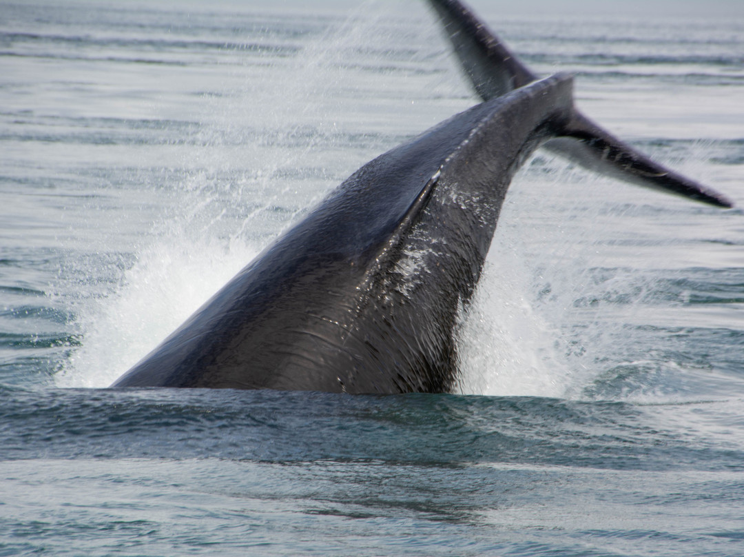 Hoonah Travel Adventures-胡纳必去景点
