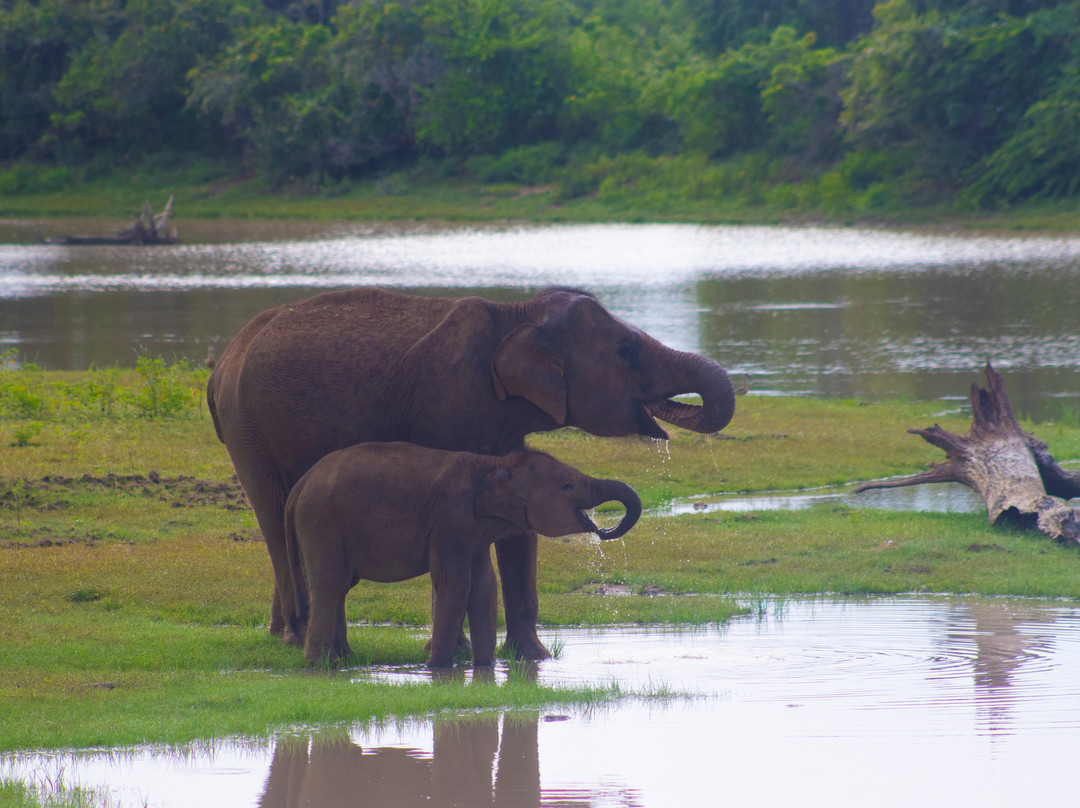 Majestic Safari Yala