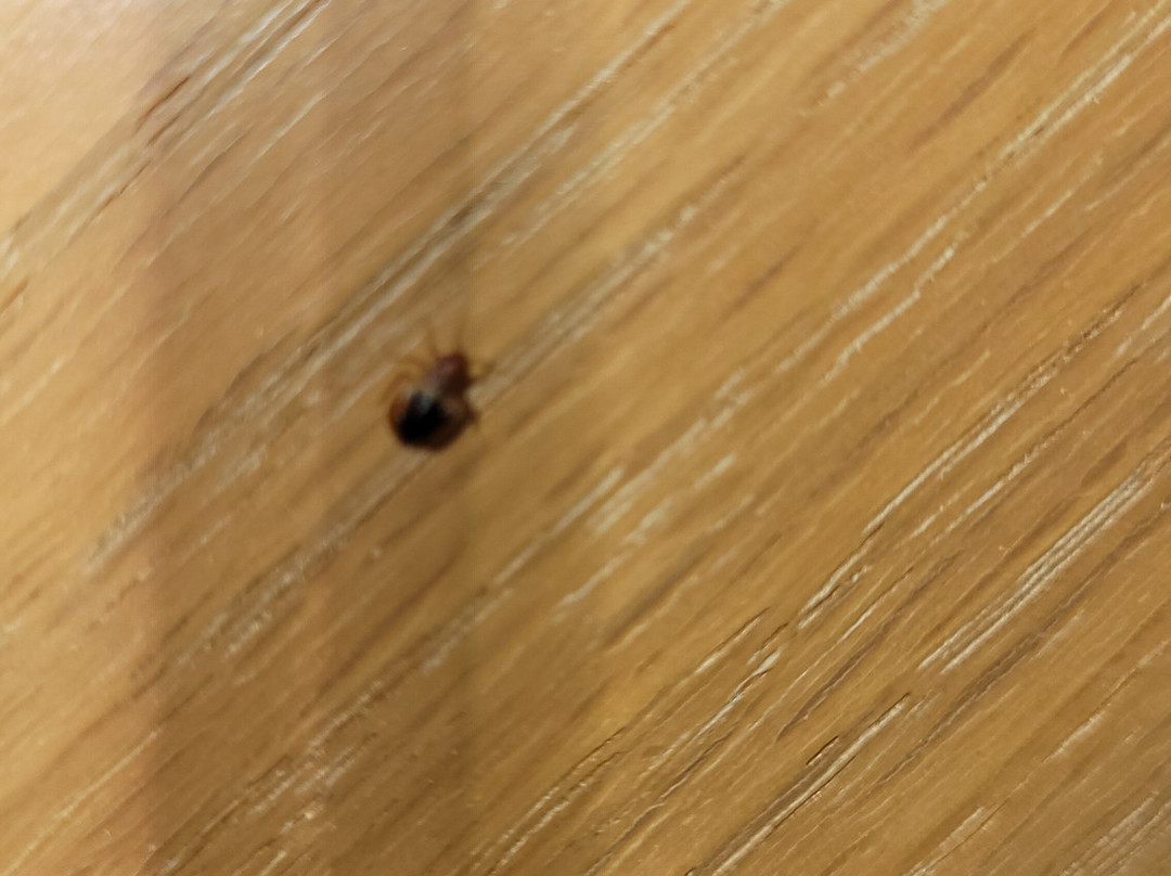 Travelodge by Wyndham Drummondville主图