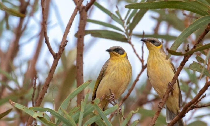 Inala Nature Tours-布鲁尼岛必去景点