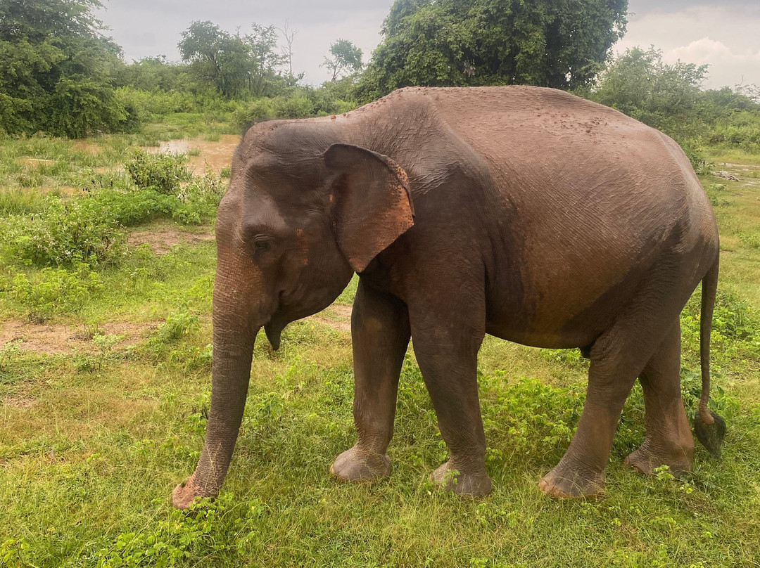 Sudath Safari and Tours Sri Lanka-锡吉里亚必去景点