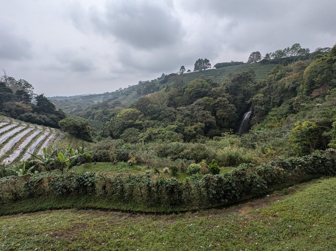 Hacienda Alsacia Starbucks Coffee Farm景点图片