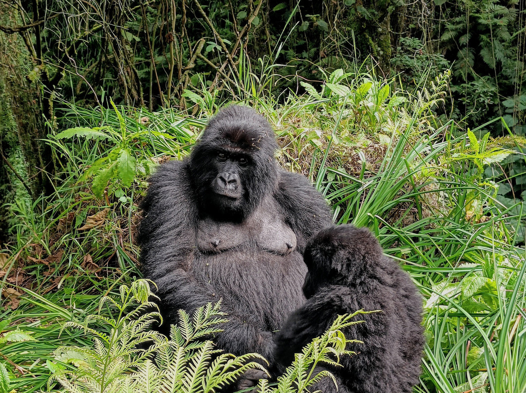 Bujo Safaris-Kasese必去景点