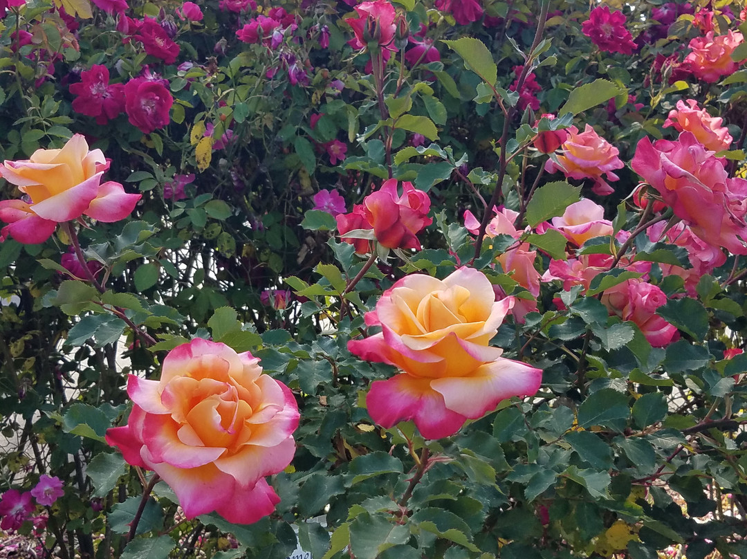 California Nursery Historical Park-费利蒙必去景点