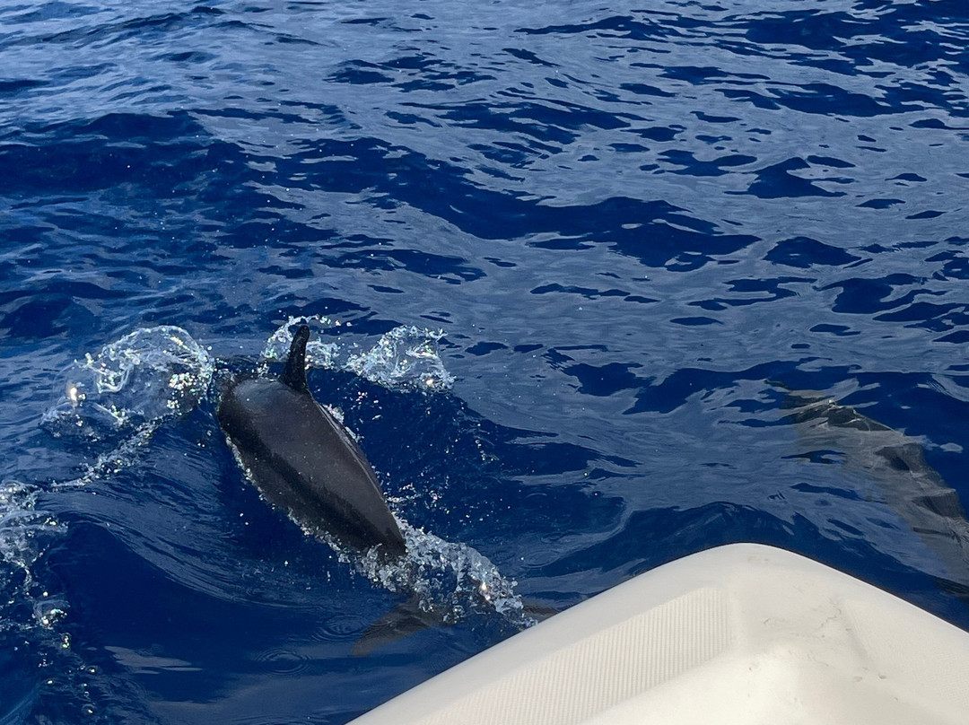 Shelltone Whale Project-Pointe-Noire必去景点