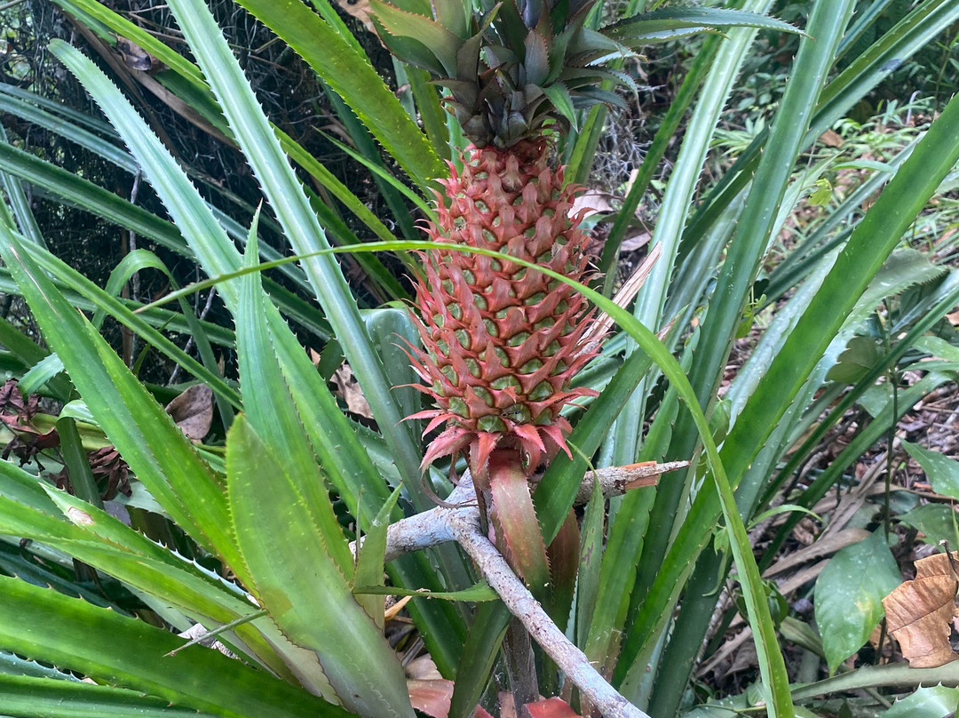 Fazenda Yrere-Ilheus必去景点