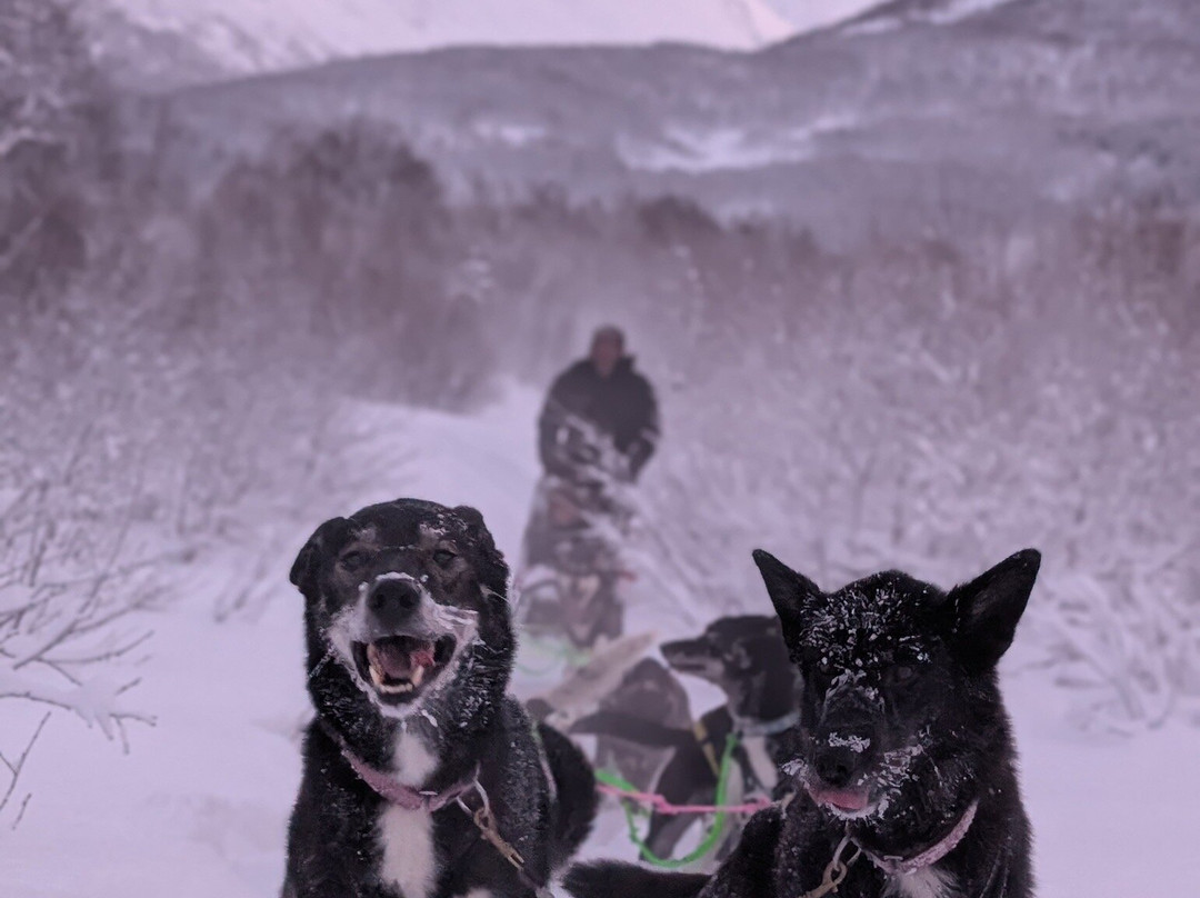 Happy Tails Husky Tours景点图片