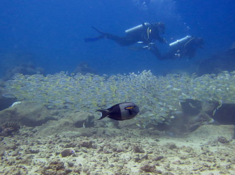 Kauai Dive Co-坡伊普必去景点
