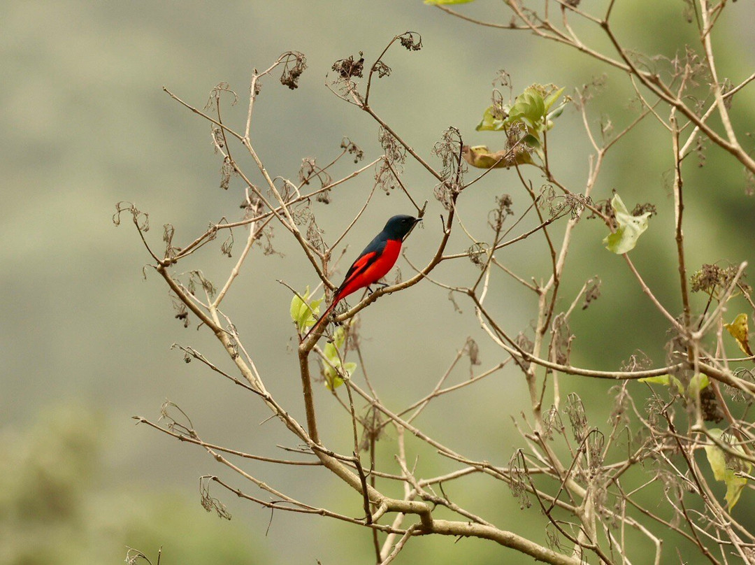 Simala Retreat, Baiguney主图