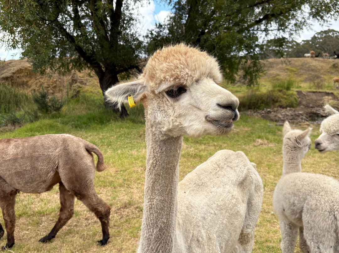 Softfoot Farm & Wildlife Park景点图片