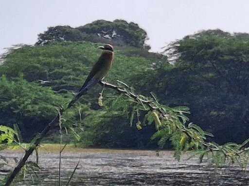 Bundala National Park景点图片
