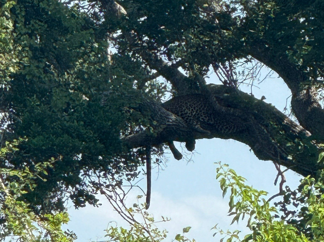 Nimsara Yala Safari景点图片