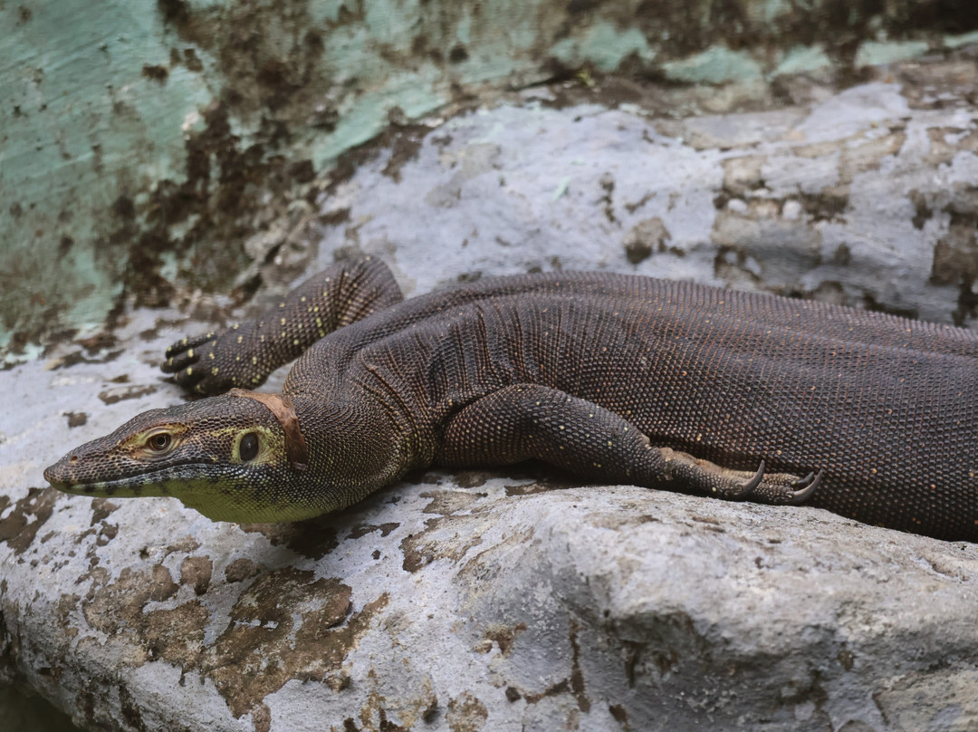 Parque Reptilandia景点图片
