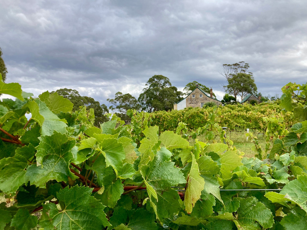 The Long Lunch Tour Co-科尔斯湾必去景点