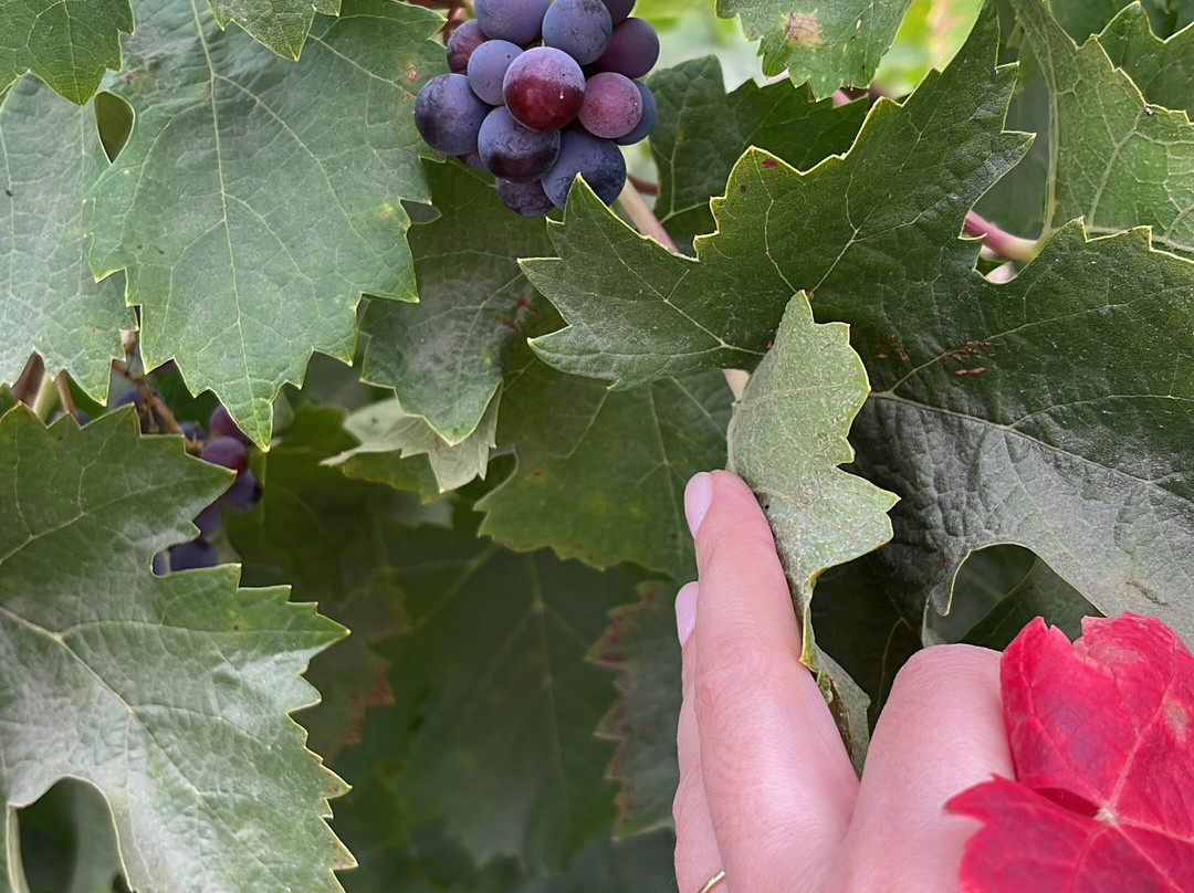 Vina Maquis景点图片