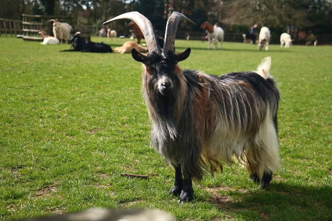 Buttercups Sanctuary for Goats景点图片