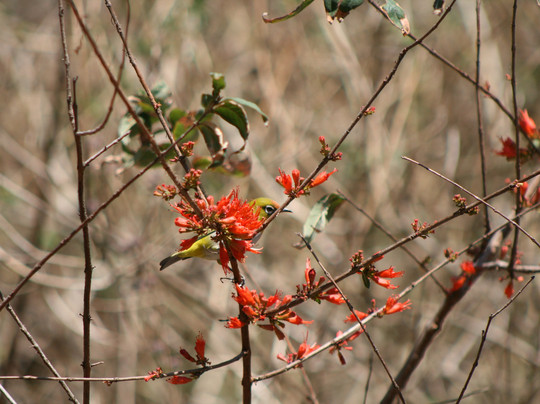 Uttarakhand Birding-里希克虚必去景点