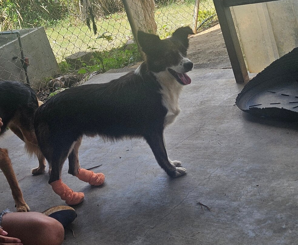 Happy Tails Dog Sanctuary-Baie du Cap必去景点