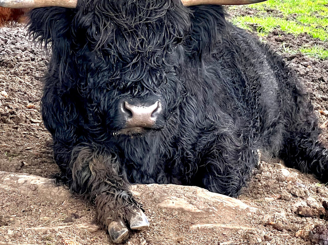 Youngberg Hill主图