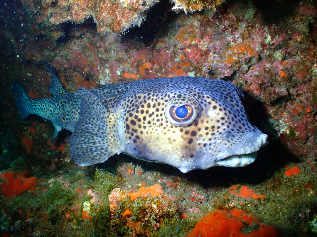 Freediving El Hierro景点图片