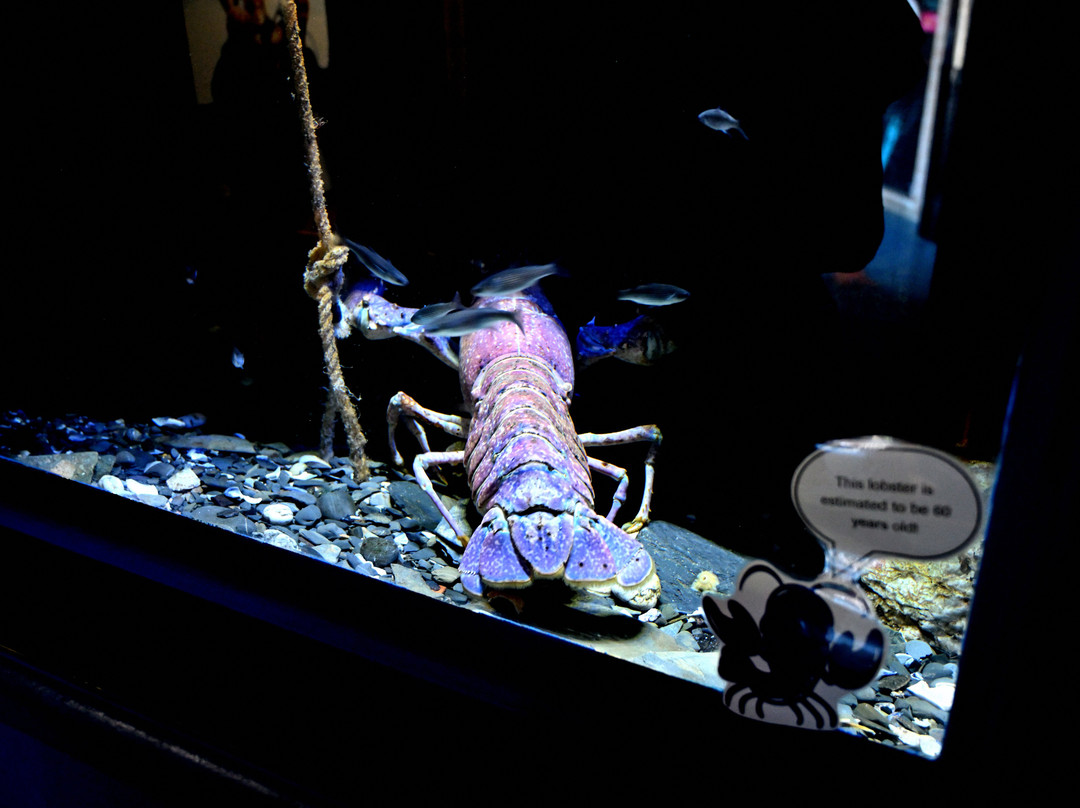 National Lobster Hatchery-帕兹托必去景点