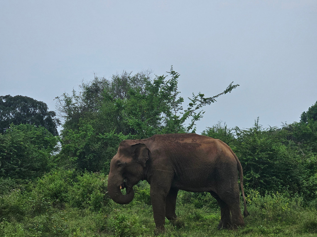 Udawalawe Safari Jeep With Guides景点图片