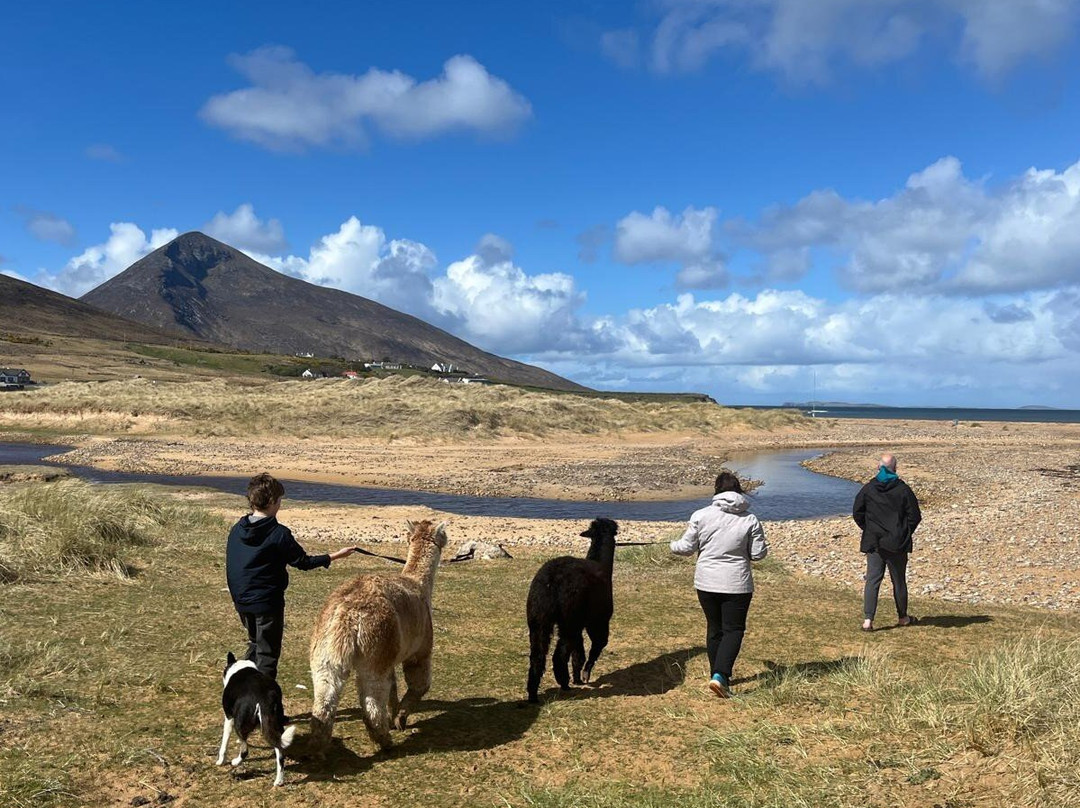 Achill Island Alpacas景点图片