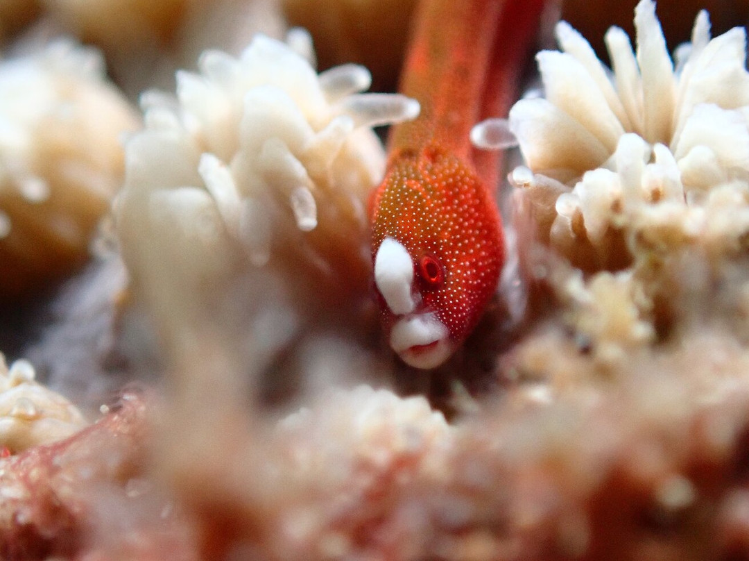 The Three P Beach Resort主图