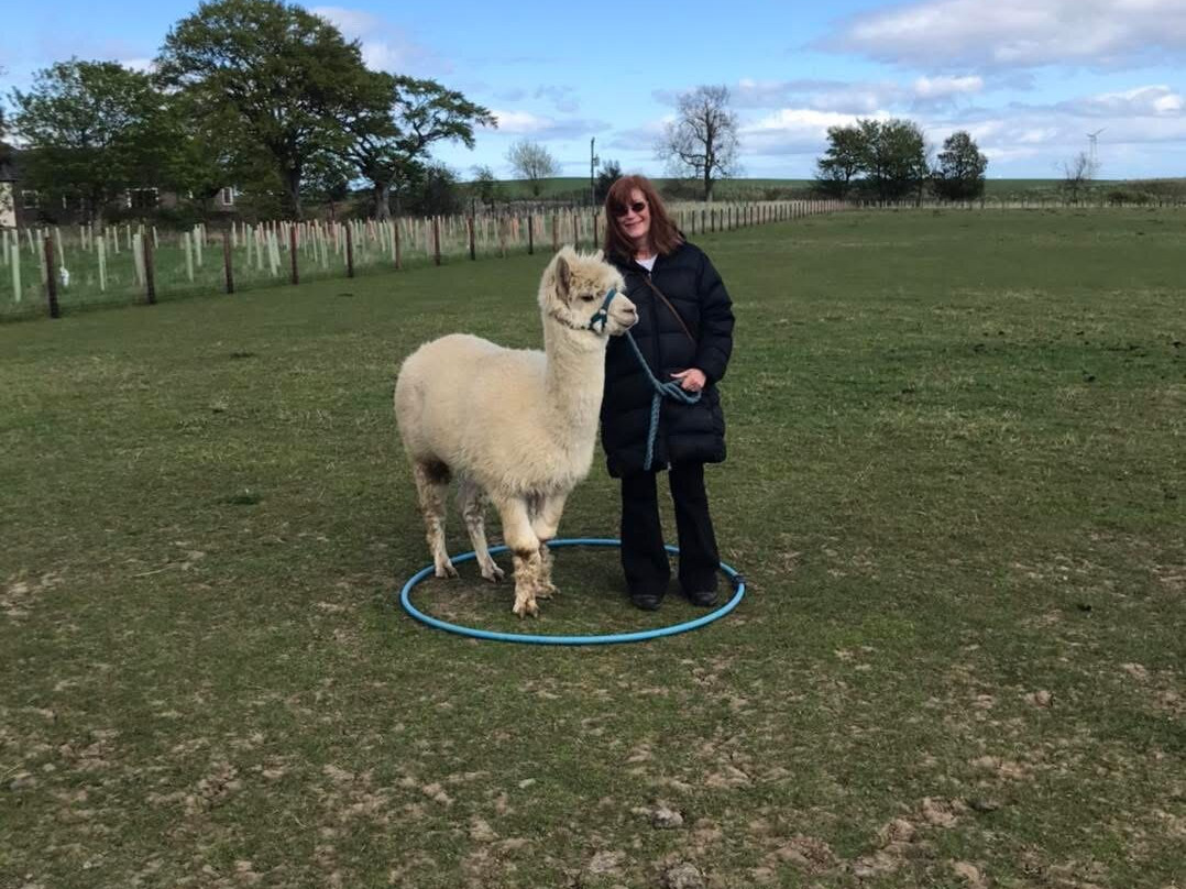 Bowbridge Alpacas Scotland景点图片