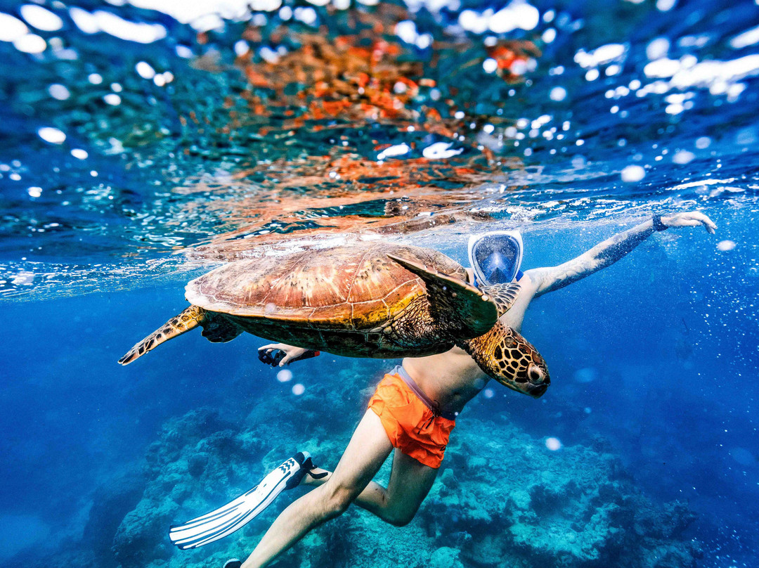 Snorkel Cook Islands-拉罗汤加必去景点