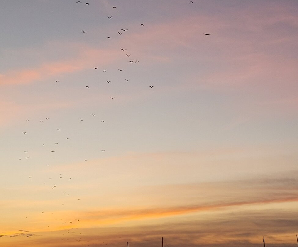 Kalong (Flying Foxes) Island景点图片
