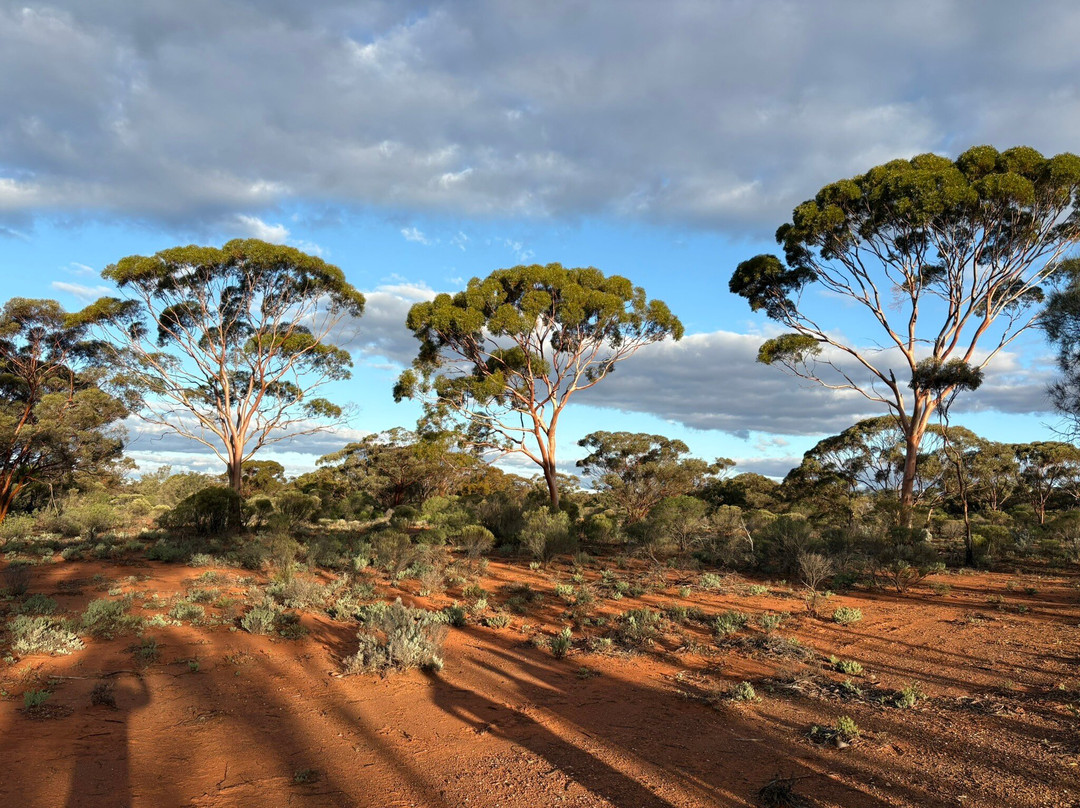 Karlkurla Bushland Park-卡尔古利必去景点