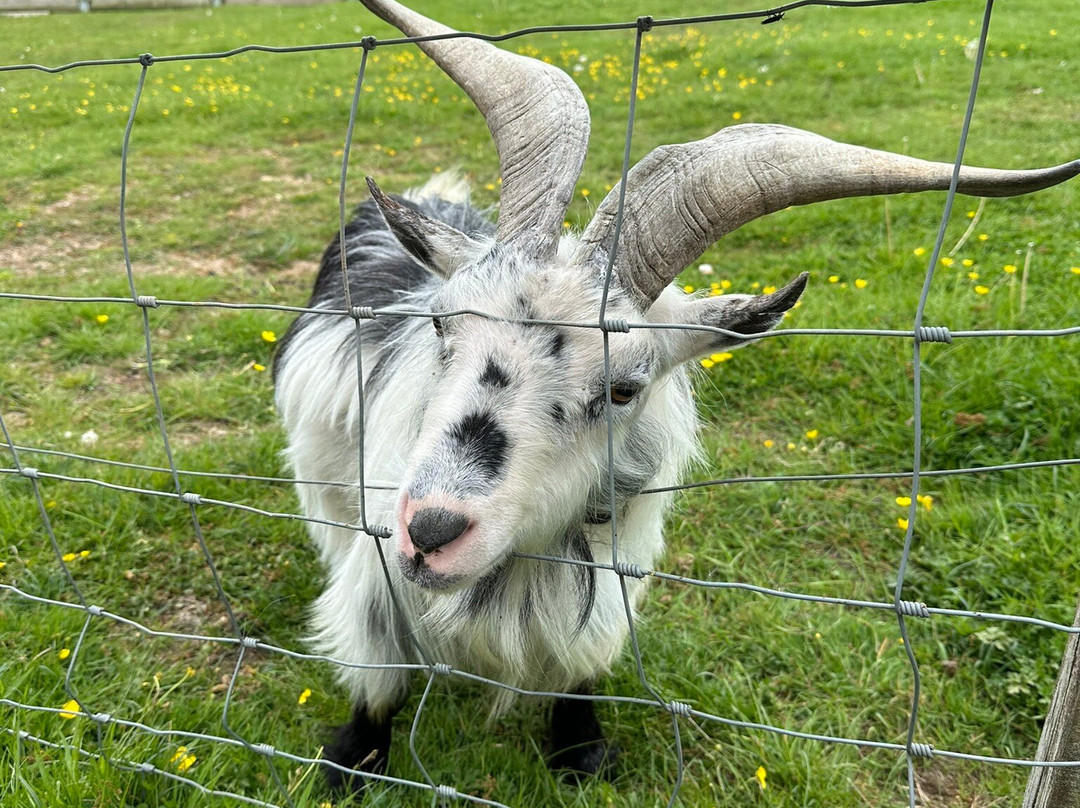 Bucklebury Farm Park-Bucklebury必去景点