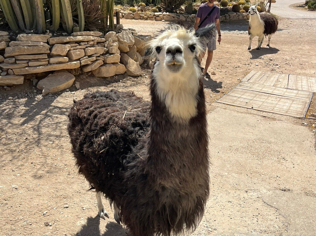 The Alpaca Farm-米茨佩拉蒙必去景点