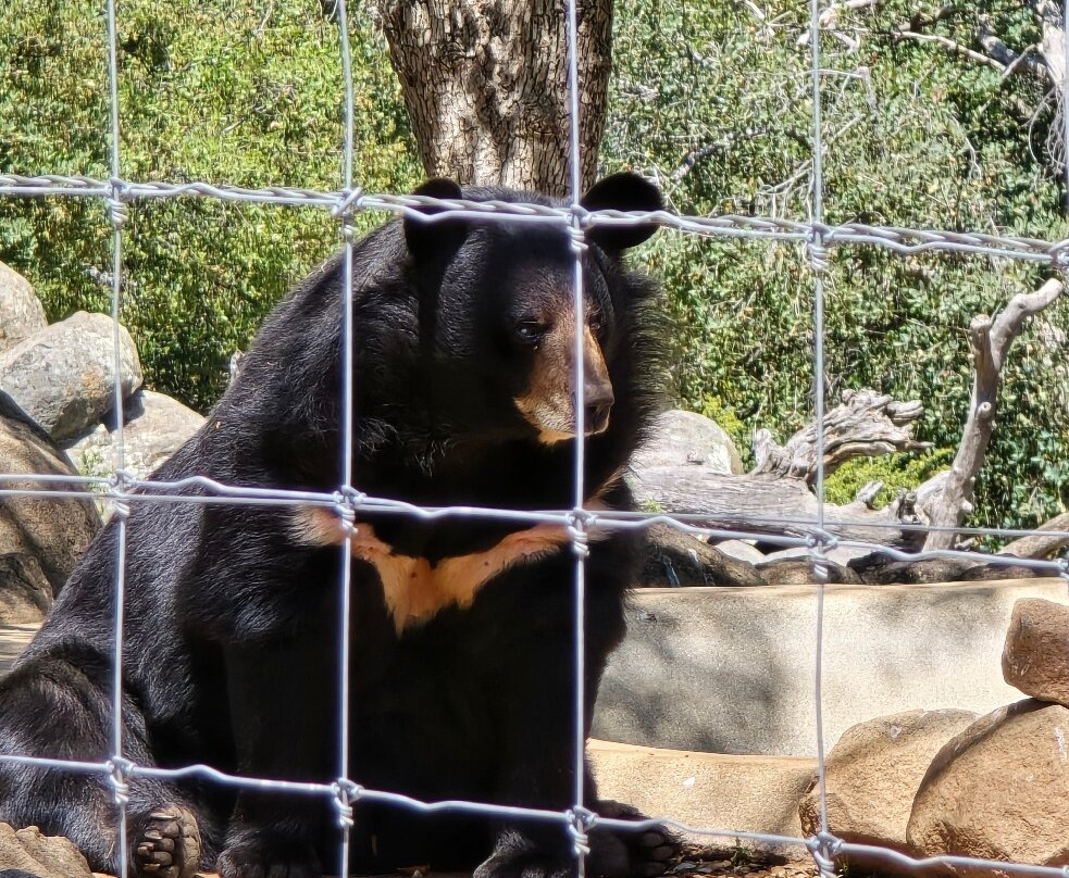 Lions, Tigers & Bears-Alpine必去景点