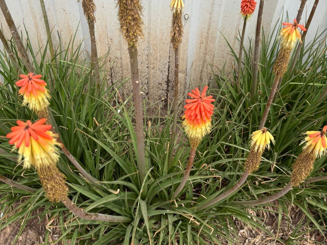 Route 66 Junkyard Brewery-Grants必去景点