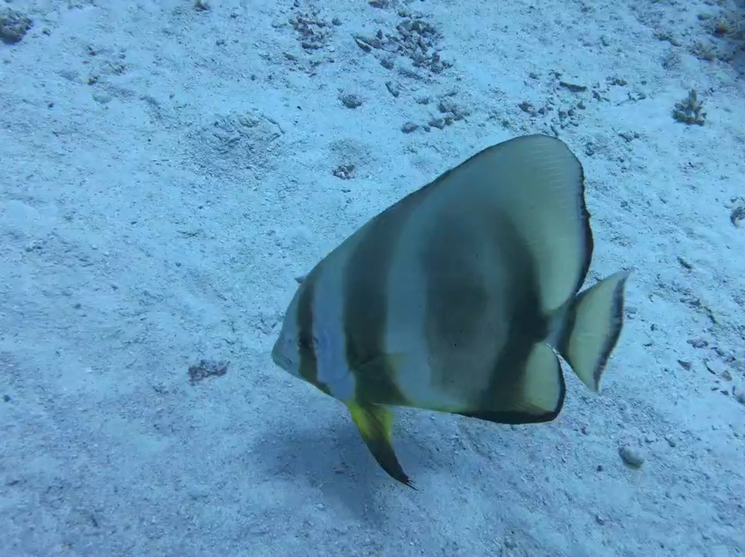 Red Sea Horse Diving-Hurghada 1必去景点