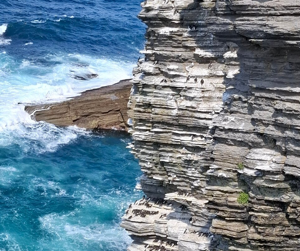 Marwick Head RSPB Nature Reserve-梅恩兰岛必去景点