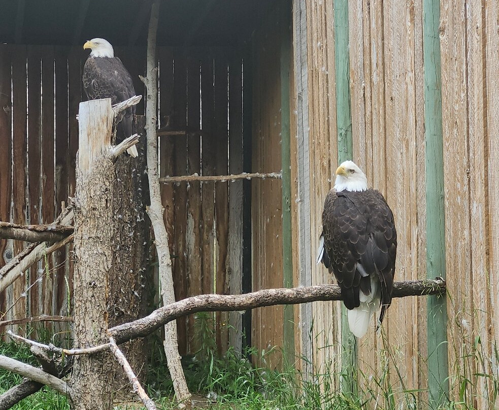 BC Wildlife Park-坎卢普斯必去景点